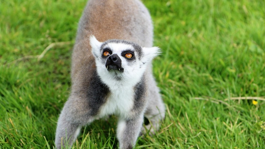 ¿Cuáles son los animales más peligrosos de Madagascar?