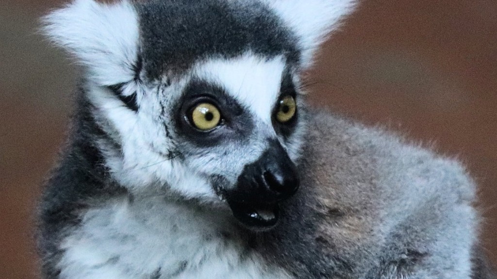 ¿Cómo se llaman los pingüinos de Madagascar?